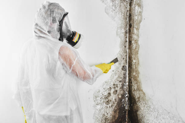 Best Professional Mold Removal  in Valhalla, NY