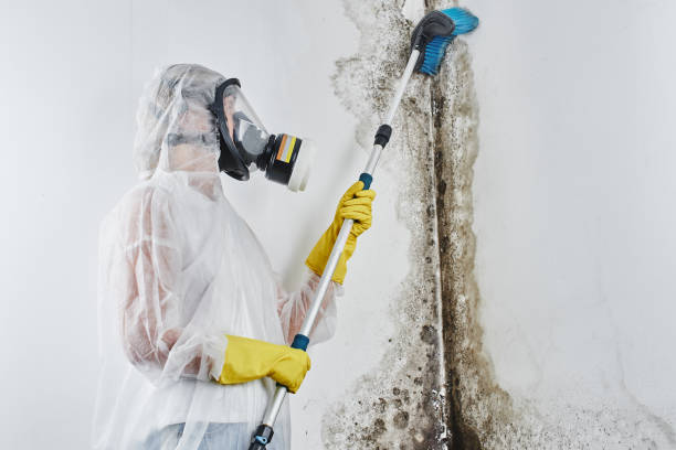 Best Mold Removal Specialists  in Valhalla, NY