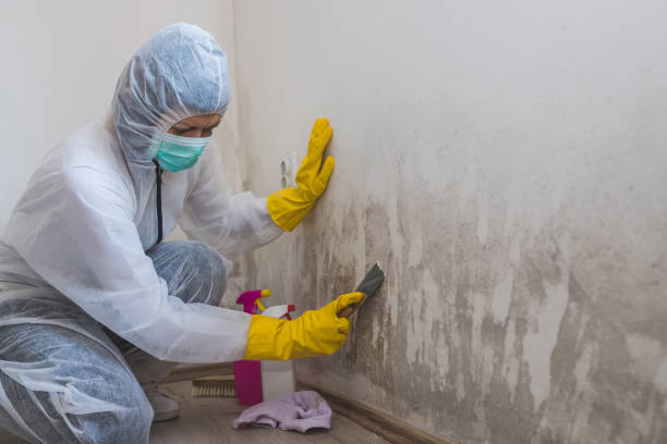 Best Certified Mold Removal  in Valhalla, NY