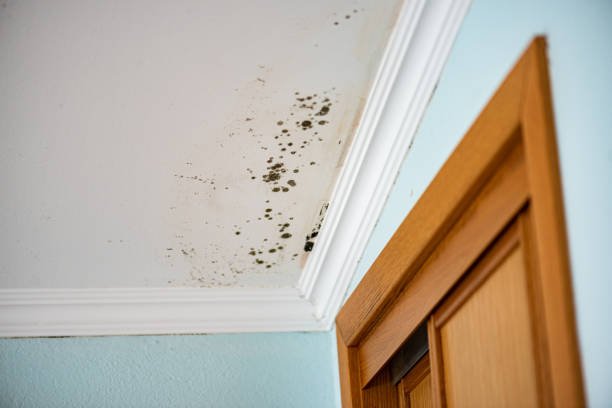 Best Toxic Mold Removal  in Valhalla, NY