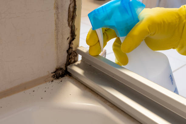 Best Residential Mold Removal  in Valhalla, NY