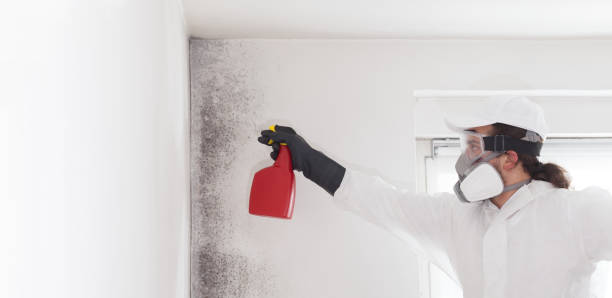 Best Fast Mold Removal  in Valhalla, NY