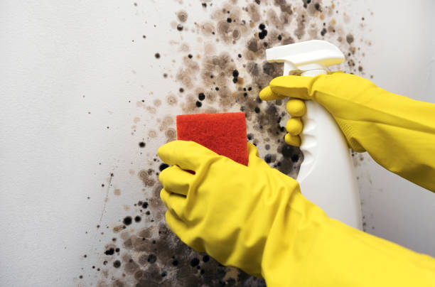 Best Affordable Mold Removal  in Valhalla, NY