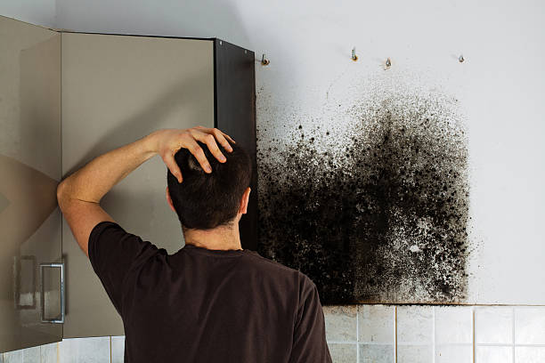 Best Home Mold Removal  in Valhalla, NY