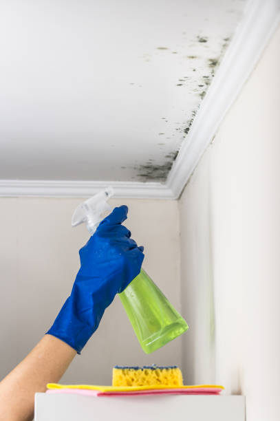 Best Black Mold Removal  in Valhalla, NY